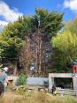 Review Image 1 for Edinburgh Gardeners Limited T/A Edinburgh Tree Surgeons by Kath Manners