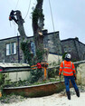 Image 2 for Blaikie Tree Services Ltd