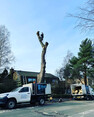 Image 4 for Blaikie Tree Services Ltd