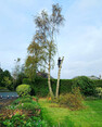 Image 6 for Blaikie Tree Services Ltd
