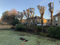Image 5 for JDS Gardening Ltd T/A JDS Trees