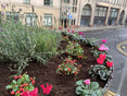 Image 12 for JDS Gardening Ltd T/A JDS Trees