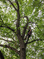 Image 2 for Arbor Vitae Arboriculture Ltd