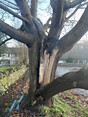 Image 4 for Arbor Vitae Arboriculture Ltd