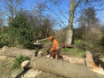 Image 1 for HL Tree Services