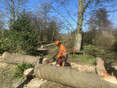 Image 1 for HL Tree Services