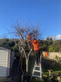 Image 3 for HL Tree Services