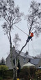 Image 6 for HL Tree Services