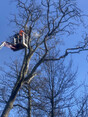 Image 8 for HL Tree Services