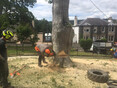 Image 10 for CF Tree Surgeons