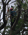 Image 4 for Green Tree Services