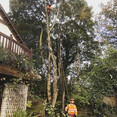 Image 12 for Epic Tree Care