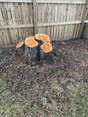 Image 1 for Forres Tree Services Ltd