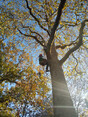Image 3 for Ogilvie Hayes Tree and Garden Services