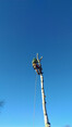 Image 5 for Ogilvie Hayes Tree and Garden Services