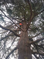 Image 6 for Ogilvie Hayes Tree and Garden Services