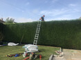 Image 7 for Ogilvie Hayes Tree and Garden Services