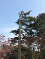 Image 8 for Ogilvie Hayes Tree and Garden Services