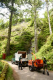 Image 9 for Ogilvie Hayes Tree and Garden Services