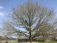 Image 12 for Ogilvie Hayes Tree and Garden Services