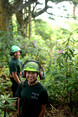 Image 1 for Ogilvie Hayes Tree and Garden Services
