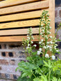 Image 9 for Habitus Alba Landscape Design and Build