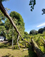 Image 6 for Wyvis Tree Services Ltd