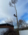 Image 11 for Wyvis Tree Services Ltd