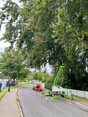 Image 12 for Wyvis Tree Services Ltd
