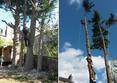 Image 4 for Edinburgh Gardeners Limited T/A Edinburgh Tree Surgeons