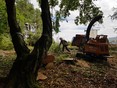 Image 11 for 247 Tree Surgery Limited t/a Kingdom Sawmill Co