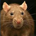 Image 2 for Anglo Scottish Pest Control