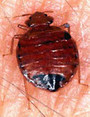 Image 3 for Anglo Scottish Pest Control