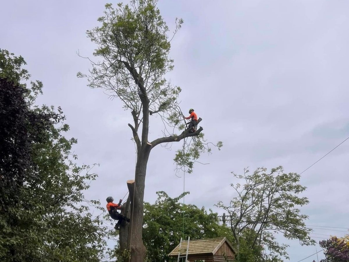 An Arb-Tech Tree Surgery climber roped in near the top of a tall tree, working the stem down in sections