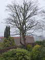 Review Image 1 for Blaikie Tree Services Ltd