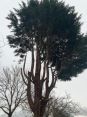 Review Image 2 for 247 Tree Surgery Limited t/a Kingdom Sawmill Co by Emma OHara