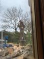 Review Image 3 for 247 Tree Surgery Limited t/a Kingdom Sawmill Co by Emma OHara
