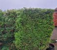 Review Image 1 for JM Garden Services Ltd by Ian Sloan