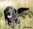 Review Image 1 for Dogtrax Ltd by Helen McIntosh