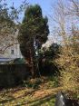 Review Image 1 for Edinburgh Gardeners Limited T/A Edinburgh Tree Surgeons by Helen Hare