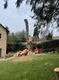 Review Image 2 for Blaikie Tree Services Ltd by C. Noble