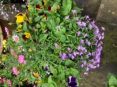 Review Image 1 for JDS Gardening Limited