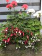 Review Image 2 for JDS Gardening Limited