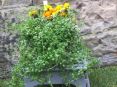 Review Image 3 for JDS Gardening Limited
