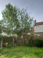 Review Image 2 for Special Branch Tree & Hedge Surgery Ltd by Iain Carson