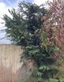 Review Image 1 for Edinburgh Gardeners Limited T/A Edinburgh Tree Surgeons by Rachel Stewart