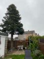 Review Image 2 for PTree Surgery and Groundworks by Wendy Wilson