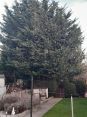 Review Image 1 for MP Tree Services by Rosemary Black