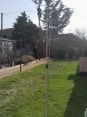 Review Image 2 for MP Tree Services by Rosemary Black