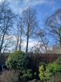 Review Image 1 for MP Tree Services by Shona